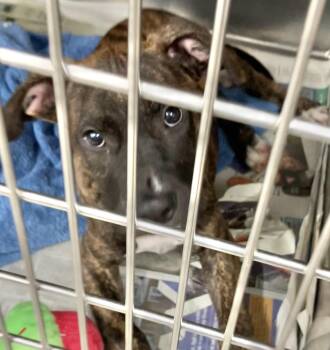 Panda -  Hound Dog for Adoption in Parma, Ohio - Panda | PetCurious