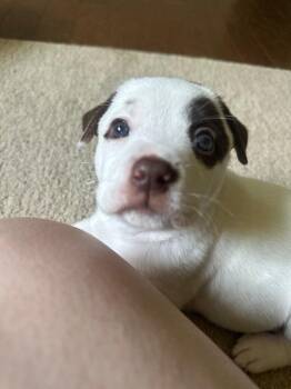 Olive Oyl -  American Staffordshire Terrier Dog for Adoption in Newnan, Georgia - Olive Oyl | PetCurious