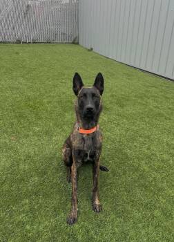 Draco -  Dutch Shepherd Dog for Adoption in Delson, Quebec - Draco | PetCurious