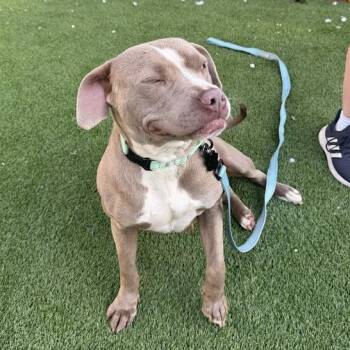 Polenta -  Mixed Breed Dog for Adoption in Savannah, Georgia - Polenta | PetCurious