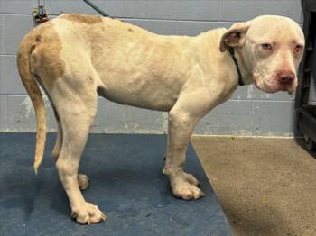 Pit Bull Terrier Dogs Available for Adoption - *SPIDER | PetCurious