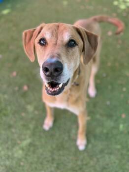 Mort -  English Coonhound Dog for Adoption in Glendale, Arizona - Mort | PetCurious