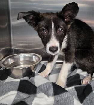 Border Collie Dogs Available for Adoption in New Lexington, Ohio - Emmy #63 | PetCurious