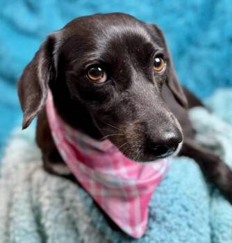 Rescue Spaniel and Beagle Dogs for Adoption in Hondo, Texas - Monet - Once Left Behind, Now Looking For Love! | PetCurious