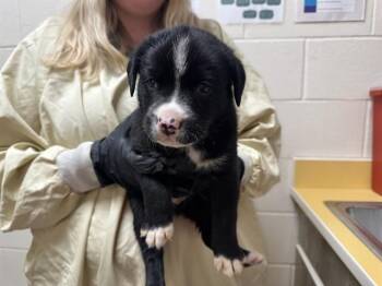 JOEY TRIBBIANI -  Black Mouth Cur and Mixed Breed Dog for Adoption in Colorado Springs, Colorado - JOEY TRIBBIANI | PetCurious