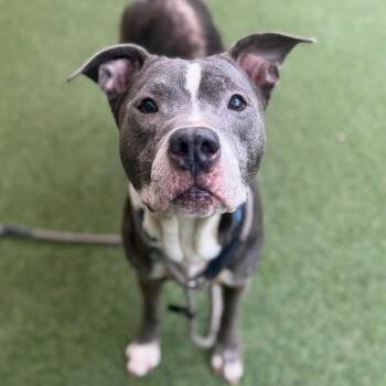 Blue -  Mixed Breed Dog for Adoption in Asheville, North Carolina - Blue | PetCurious