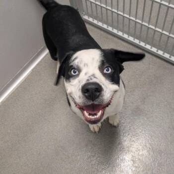 Siberian Husky Dogs Available for Adoption - Alan | PetCurious