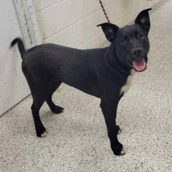 Dale -  Mixed Breed Dog for Adoption in Kansas City, Missouri - Dale | PetCurious