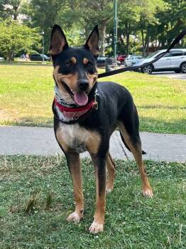 Rescue Australian Cattle Dog Blue Heeler and Doberman Pinscher Dogs for Adoption - Maya | PetCurious