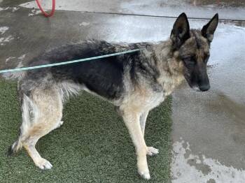 A614762 -  German Shepherd Dog Dog for Adoption in Modesto, California - A614762 | PetCurious
