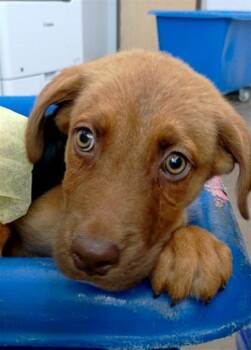 SPARKY -  Mixed Breed Dog for Adoption in Dallas, Texas - SPARKY | PetCurious