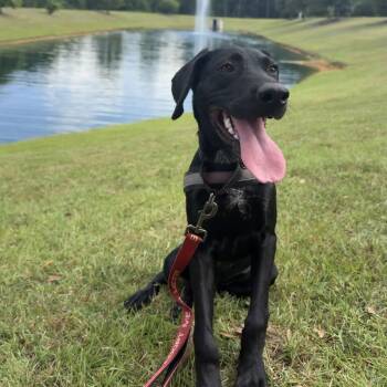 Mister Wiggles -  Black Labrador Retriever and Mixed Breed Dog for Adoption in Daphne, Alabama - Mister Wiggles | PetCurious