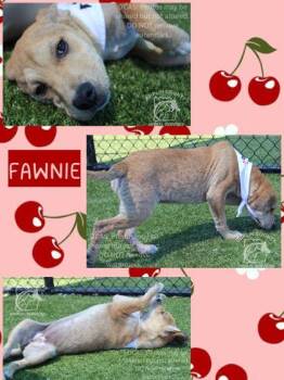 American Staffordshire Terrier and Mixed Breed Dogs Available for Adoption in Kenansville, North Carolina - FAWNIE | PetCurious