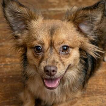 Chihuahua Dogs Available for Adoption - Goldie | PetCurious