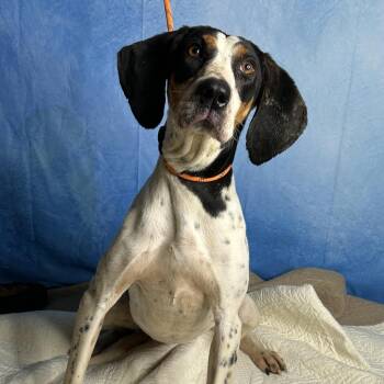 Hound and Mixed Breed Dogs Available for Adoption in Brownsboro, Alabama - Melody | PetCurious