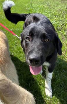 Great Pyrenees Dogs Available for Adoption in Geneva, Illinois - SOKKA | PetCurious