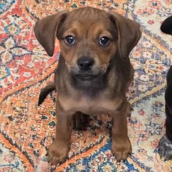 Mixed Breed Dogs Available for Adoption in East Hanover, New Jersey - Tootsie | PetCurious