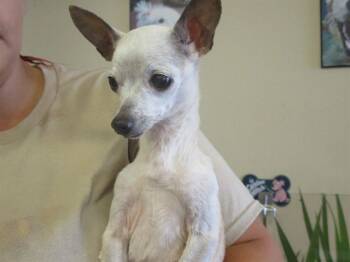 Rescue Chihuahua Dogs for Adoption in Ocala, Florida - QUINN | PetCurious