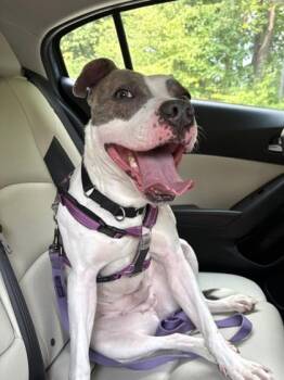 Princess Sparkles -  Mixed Breed Dog for Adoption in West Chester, Pennsylvania - Princess Sparkles | PetCurious