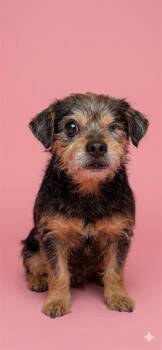 MR. SPOCK -  Mixed Breed Dog Available for Adoption in Jacksonville, Florida - MR. SPOCK | PetCurious