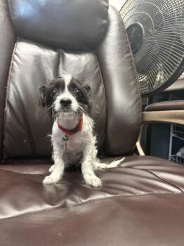 Jolene -  Chihuahua and Spaniel Dog for Adoption in Carson City, Nevada - Jolene | PetCurious