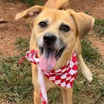 Twiggy -  Mixed Breed Dog for Adoption - Twiggy | PetCurious