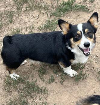Reggie -  Corgi Dog for Adoption in Denver, Colorado - Reggie | PetCurious