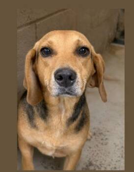 Laney -  Beagle Dog for Adoption in Stoughton, Massachusetts - Laney | PetCurious