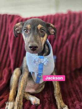 Labrador Retriever and German Shepherd Dog Dogs Available for Adoption in Saugus, Massachusetts - Jackson | PetCurious