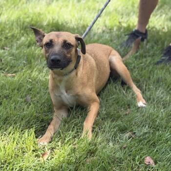 Emerson -  Shepherd Dog for Adoption in Locust Fork, Alabama - Emerson | PetCurious