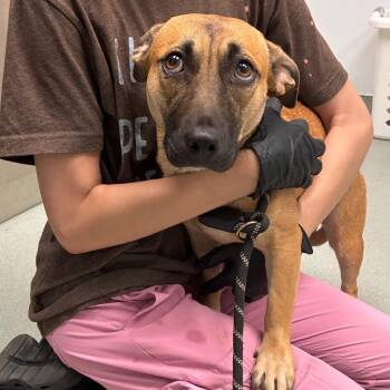 Betty Boop -  Terrier and Mixed Breed Dog for Adoption in Abilene, Texas - Betty Boop | PetCurious