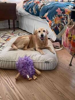 Rescue Golden Retriever Dogs for Adoption in Wando, South Carolina - Willy | PetCurious