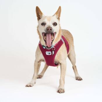 Rescue Chihuahua and Terrier Dogs for Adoption in San Francisco, California - Brennan Lee Mulligan 13493 | PetCurious