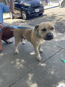 Rescue Pit Bull Terrier Dogs for Adoption in Stockton, California - A360489 | PetCurious