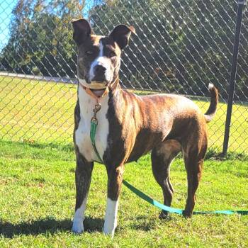 Rescue Pit Bull Terrier Dogs for Adoption in Cabot, Arkansas - (Found) Pop-Tart | PetCurious