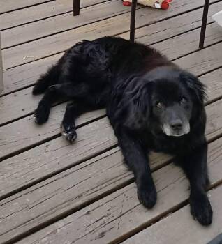 Shepherd and Labrador Retriever Dogs Available for Adoption in Union Grove, Wisconsin - Bear | PetCurious