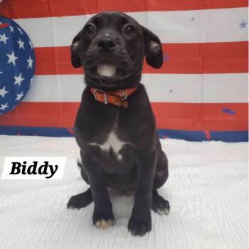 Biddy -  French Bulldog and Pug Dog for Adoption in Urbana, Ohio - Biddy | PetCurious