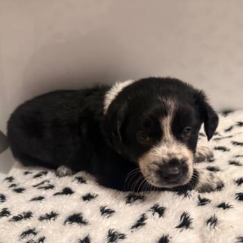 Corolla -  Mixed Breed Dog for Adoption in Rockville, Maryland - Corolla | PetCurious