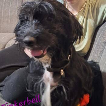 Tinkerbell -  Mixed Breed Dog for Adoption in Fredericksburg, Virginia - Tinkerbell | PetCurious