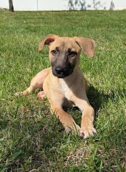 Hound Dogs Available for Adoption - Kelsey | PetCurious