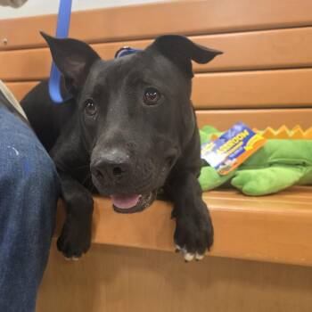 Black Labrador Retriever Dogs Available for Adoption - PJ | PetCurious