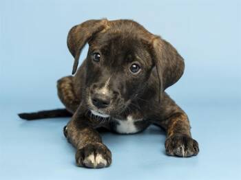 SUNRELLA -  Pit Bull Terrier Dog for Adoption in Phoenix, Arizona - SUNRELLA | PetCurious