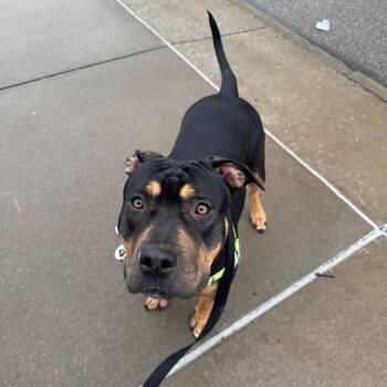 Mixed Breed Dogs Available for Adoption in Pittsburgh, Pennsylvania - Phat Girl | PetCurious