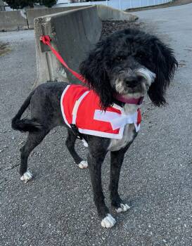 Poodle Dogs Available for Adoption - Opal | PetCurious