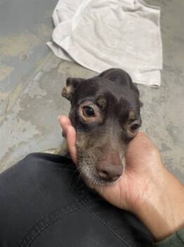 PRINCESS -  Chihuahua and Mixed Breed Dog for Adoption in Tallahassee, Florida - PRINCESS | PetCurious