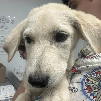 Wonder Woman -  Great Pyrenees Dog for Adoption in Abilene, Texas - Wonder Woman | PetCurious