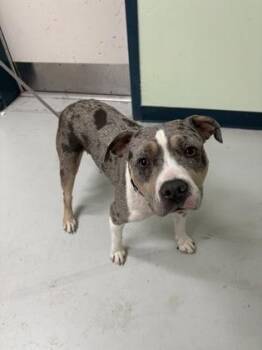 Mixed Breed Dogs Available for Adoption in Savannah, Georgia - Nala | PetCurious
