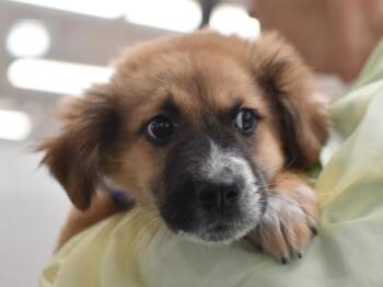 Molly -  Australian Shepherd and Great Pyrenees Dog for Adoption in Portland, Oregon - Molly | PetCurious