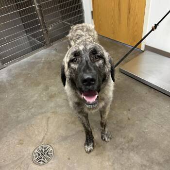 Lainey -  Anatolian Shepherd Dog for Adoption in Ottawa, Kansas - Lainey | PetCurious
