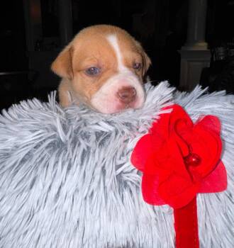 Jules -  Labrador Retriever Dog for Adoption in Berlin, New Jersey - Jules | PetCurious